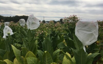 Vetőmagszemle és fajtabemutató 2021