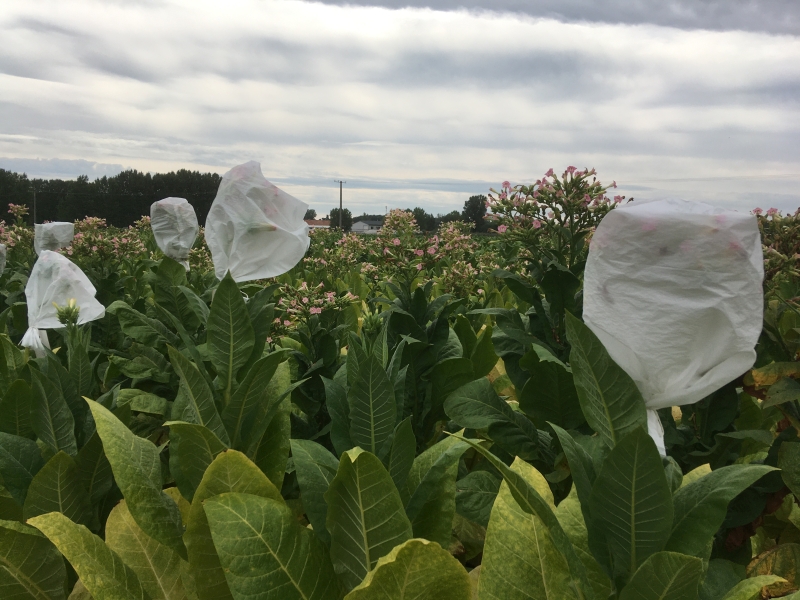 Vetőmagszemle és fajtabemutató 2021