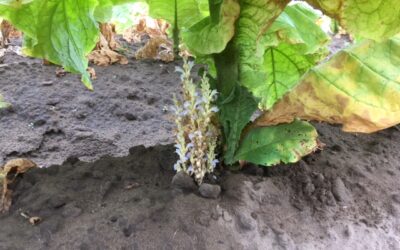 Hazai dohányültetvények szádor fertőzöttségének felmérése, 2014-2021