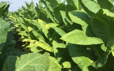 Vetőmagszemle és fajtabemutató 2022