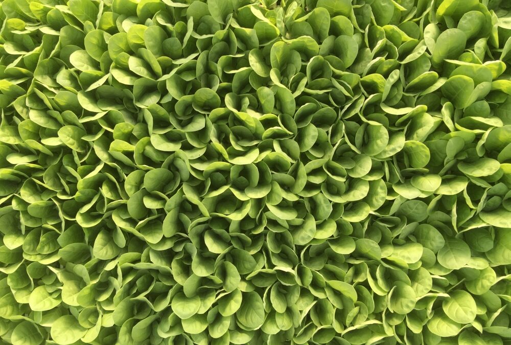 Palántanevelés, 2023