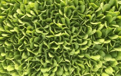 Palántanevelés, 2023