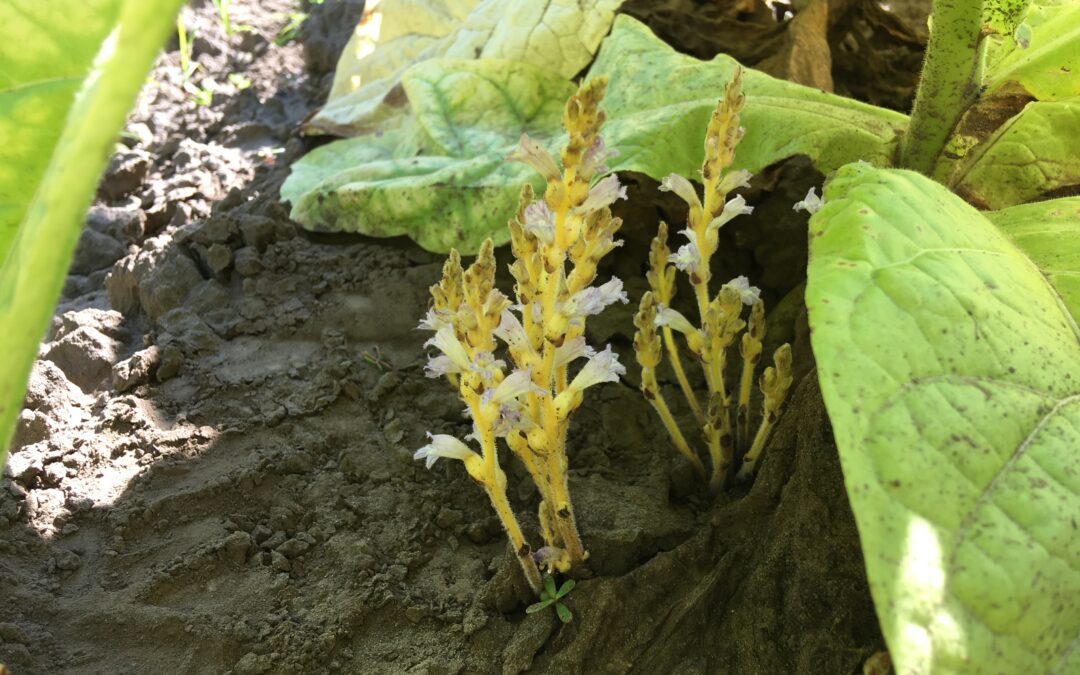 Hazai dohányültetvények szádor fertőzöttségének felmérése, 2014-2023