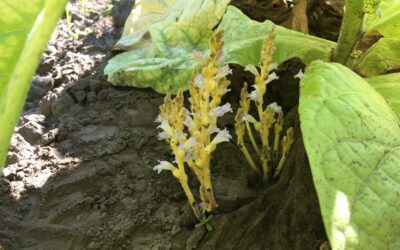 Hazai dohányültetvények szádor fertőzöttségének felmérése, 2014-2023